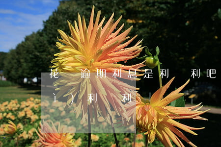 花唄逾期利息是利滾利吧(借唄利息會(huì)利滾利嗎)