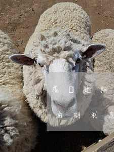 花唄逾期利息是復(fù)利嗎(支付寶花唄逾期利息怎么多少)