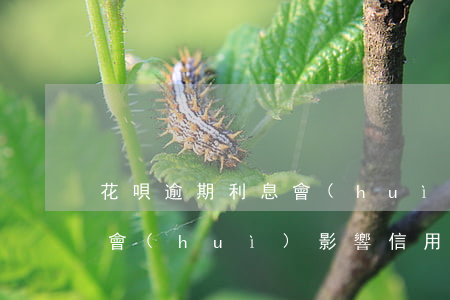花唄逾期利息會(huì)疊加嗎(花唄逾期會(huì)影響信用卡降額嗎)