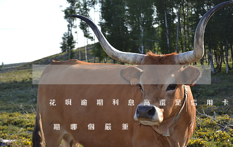 花唄逾期利息高還是信用卡(花唄和信用卡逾期哪個嚴重)