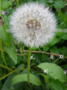 花唄逾期利息高還是信用卡高(借唄花唄逾期會影響信用卡額度嗎)