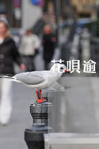 花唄逾期利滾利合法嗎(花唄有利滾利嗎)