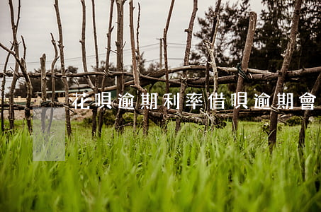 花唄逾期利率(借唄逾期會怎么算利息)