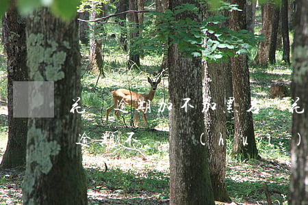 花唄逾期加不加黑名單(花唄嚴(yán)重逾期不還會(huì)不會(huì)被拉入黑名單)