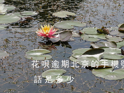 花唄逾期北京的手機號-支付寶花唄逾期電話是多少