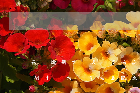 花唄逾期十幾天還了以后還能用么-花唄逾期十幾天還了之后,能立刻使用嗎