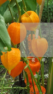 花唄逾期半個(gè)月一個(gè)電話也沒接到-花唄逾期16天打電話過來我不接會(huì)怎樣