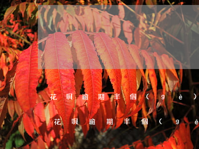 花唄逾期半個(gè)月還了還能用了么-花唄逾期半個(gè)月還了還能用了么
