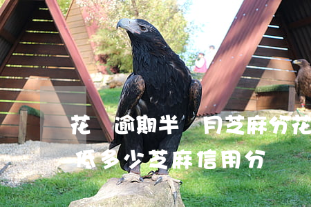花唄逾期半個月芝麻分(花唄逾期半個月會降低多少芝麻信用分)