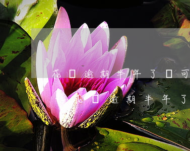 花唄逾期半年了還可以繼續(xù)使用嗎-花唄逾期半年了還可以繼續(xù)使用嗎