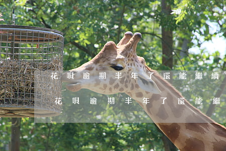 花唄逾期半年了還能繼續(xù)使用嗎-花唄逾期半年了還能繼續(xù)使用嗎怎么辦