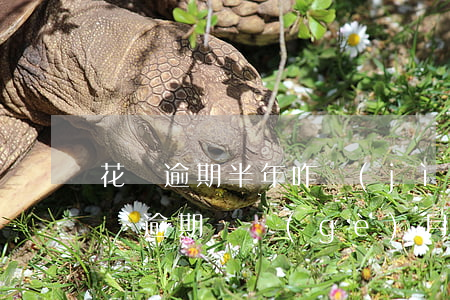 花唄逾期半年咋計(jì)算利息(支付寶花唄逾期兩個(gè)月利息會(huì)高多少?)
