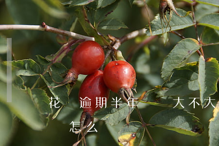 花唄逾期半年問題大不大(兩千花唄逾期半年會怎么樣)