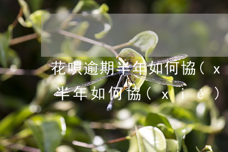 花唄逾期半年如何協(xié)商(花唄逾期半年如何協(xié)商)