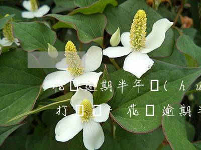 花唄逾期半年會(huì)給你的家人朋友打電話-花唄逾期半年會(huì)給你的家人朋友打電話嗎
