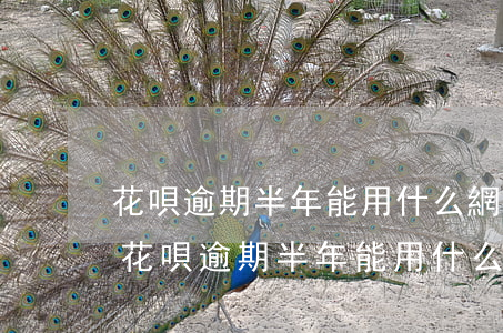 花唄逾期半年能用什么網(wǎng)貸-花唄逾期半年能用什么網(wǎng)貸借錢