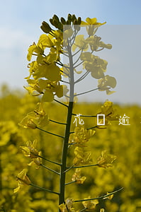 花唄逾期半年還能辦信用卡嗎