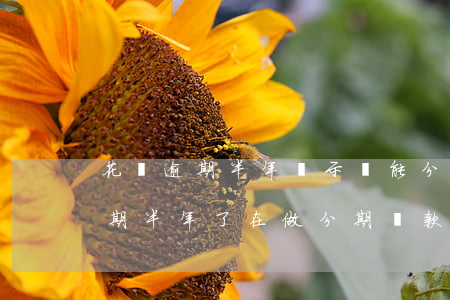 花唄逾期半年顯示還能分期可以嗎-花唄逾期半年了在做分期還款怎么樣