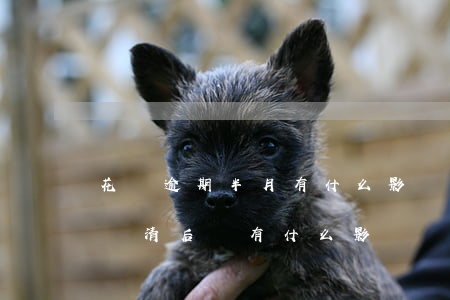 花唄逾期半月有什么影響(花唄逾期五個月后還清后會有什么影響)