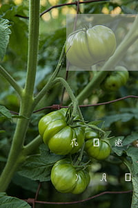 花唄逾期半月還能用嗎(花唄逾期半個(gè)月還了之后多久可以再用)