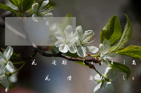 花唄逾期協(xié)商事件描述樣本(支付寶花唄借唄逾期協(xié)商還款話術(shù))