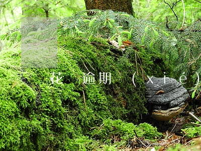 花唄逾期協(xié)商分期償還