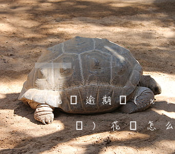 花唄逾期協(xié)商分期怎么說(shuō)(花唄怎么協(xié)商分期還款)