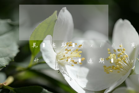 花唄逾期協(xié)商還款的其他憑證是什么-花唄逾期協(xié)商還款的其他憑證是什么意思