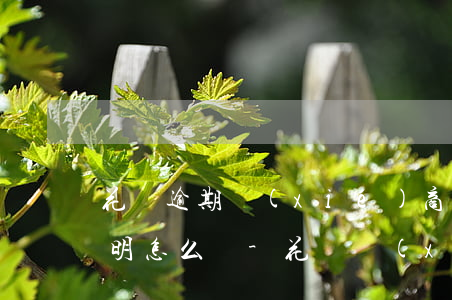 花唄逾期協(xié)商還款需要開貧困證明怎么寫-花唄協(xié)商還款憑證