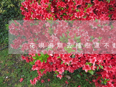 花唄逾期去種樹 還不起花唄去種樹