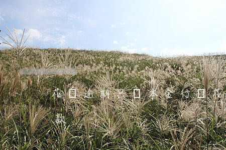 花唄逾期只還本金行嗎(花唄逾期要求全部還款)