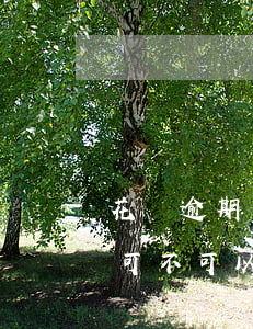 花唄逾期可不可以協(xié)商(花唄逾期可不可以打電話協(xié)商下個月還)