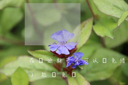 花唄逾期可不可以減免(借唄逾期費(fèi)能減免嗎?)
