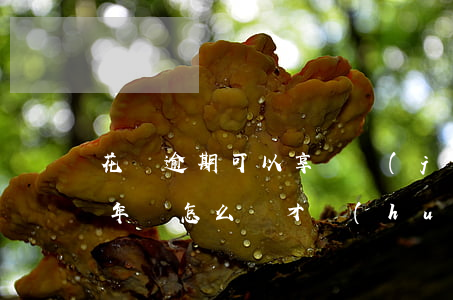 花唄逾期可以享換機(jī)嗎(花唄逾期3年該怎么還?才會(huì)有機(jī)會(huì)再次使用)
