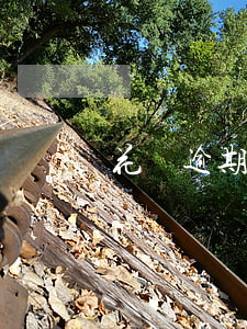 花唄逾期可以人人租機(jī)