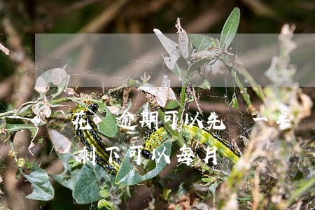 花唄逾期可以先還一半嗎(花唄還完逾期部分剩下可以每月還嗎)