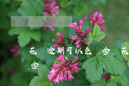 花唄逾期可以免罰金嗎(花唄可以減免部分罰金嗎?)