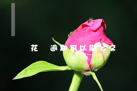 花唄逾期可以刷公交嗎