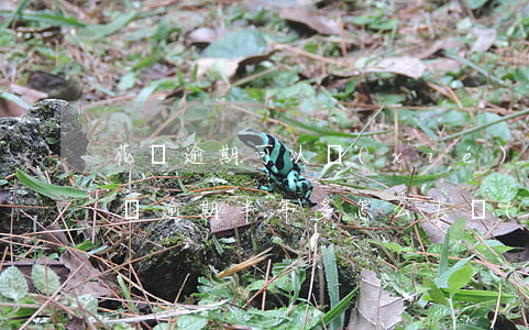花唄逾期可以協(xié)商延期嗎(花唄借唄逾期半年多怎么去協(xié)商推遲還款)