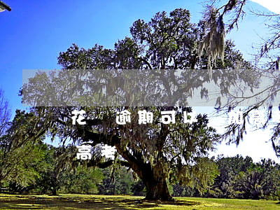 花唄逾期可以參加高考嗎(花唄逾期可以參加高考嗎)