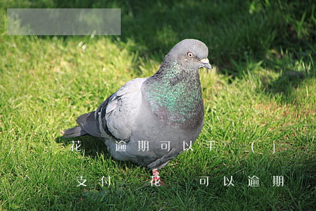 花唄逾期可以手機(jī)兩個(gè)月(支付寶花唄可以逾期兩三天嗎)