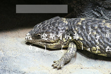 花唄逾期可以每個(gè)月還一點(diǎn)進(jìn)去嗎-支付寶花唄逾期了,每個(gè)月只還100可以嗎