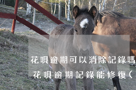 花唄逾期可以消除記錄嗎(2018年支付寶花唄逾期記錄能修復(fù)么)