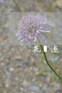 花唄逾期可以登錄支付寶嗎(支付寶 花唄 逾期)