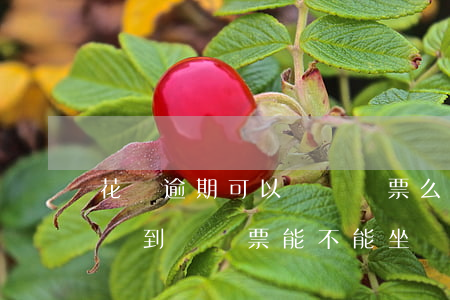 花唄逾期可以買飛機票么(花唄逾期能兩年能買到飛機票能不能坐飛機)