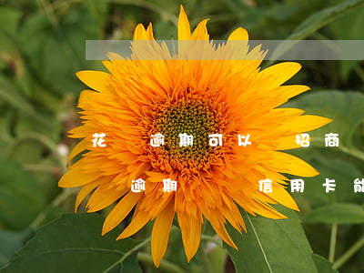 花唄逾期可以辦招商銀行信用卡么 支付寶花唄逾期過辦信用卡能辦下來嗎