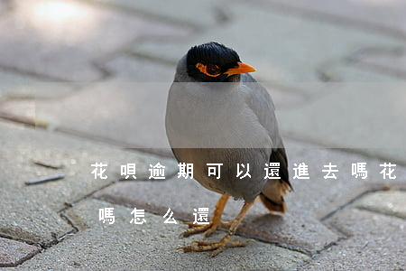 花唄逾期可以還進去嗎(花唄逾期可以還進去嗎怎么還)