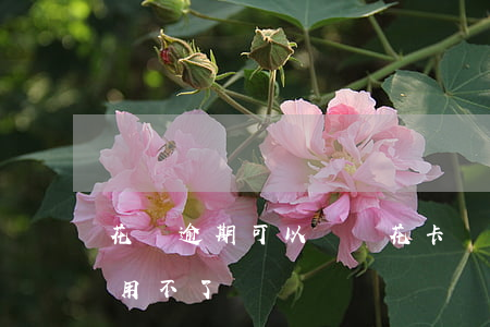 花唄逾期可以開樂花卡(沒有逾期樂花卡突然用不了)