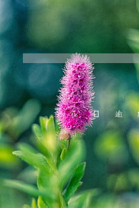 花唄逾期可否協商延期(花唄可以協商延期嗎)