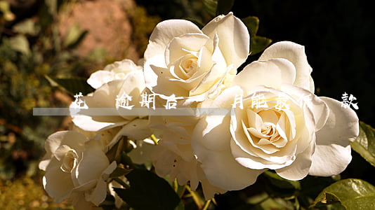 花唄逾期后一個月能最低還款嗎